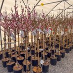 Broskyňa obyčajná (Prunus persica) ´REDHAVEN´ - stredne skorá, výška 150-180 cm, obvod kmeňa 4/6 cm, kont. C10L